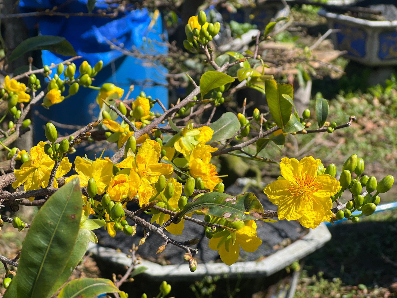 Một số cây mai trong vườn nở sớm do thiếu nước