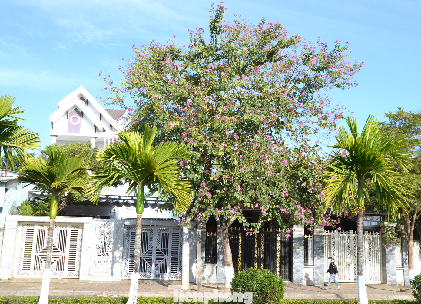 Hoa ban biểu tượng cho khát vọng, thể hiện sự thanh cao, chân thành, nghĩa tình, thủy chung, mang ý nghĩa đem tới những điều tốt đẹp trong cuộc sống.