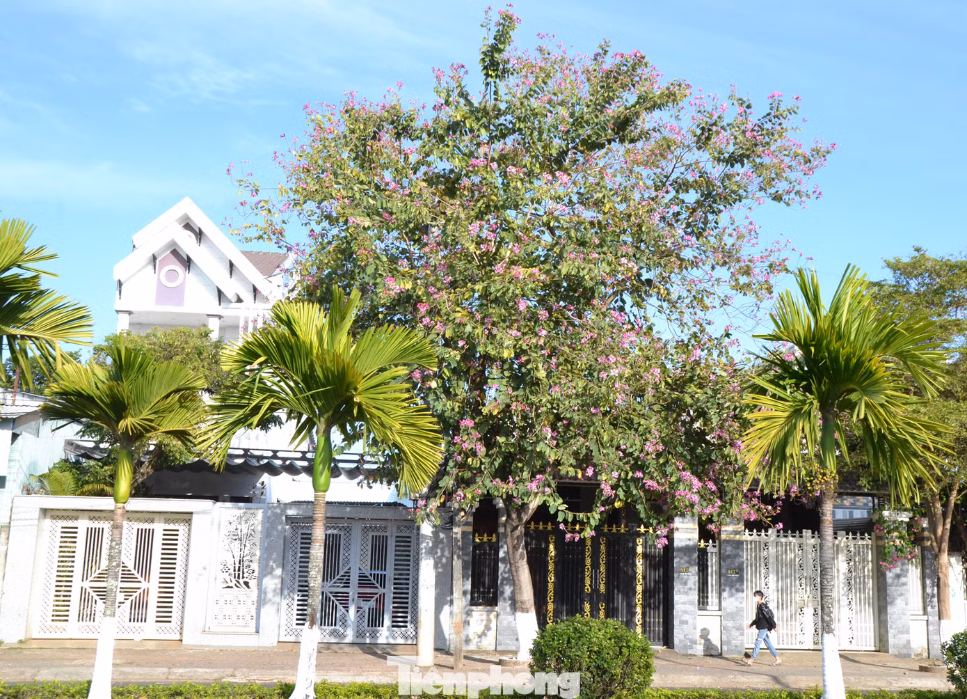 Hoa ban biểu tượng cho khát vọng, thể hiện sự thanh cao, chân thành, nghĩa tình, thủy chung, mang ý nghĩa đem tới những điều tốt đẹp trong cuộc sống.