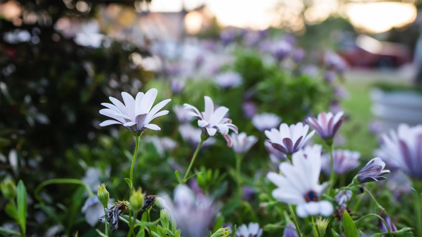 Ngoài bể bơi, phần lớn diện tích Hồng Đào dùng để trồng cây cảnh và hoa. Khung cảnh các loại hoa như hoa hồng, hoa ly, hoa quỳnh, hoa trà, hoa đào,…cùng đua nhau khoe sắc trong vườn khiến khán giả không khỏi choáng ngợp. Bên cạnh hoa, khu vườn còn có nhiều chậu bonsai nhỏ. Theo tiết lộ của Hồng Đào, chị trồng những chậu cây này từ lúc mới sang Mỹ định cư cách đây gần 30 năm. Đặc biệt, nữ nghệ sĩ dành một góc ở phía sau nhà để vừa trồng tre, vừa trồng hoa lồng đèn. “Tôi thích cây tre vì nó tượng trưng cho Việt Nam, châu Á. Nhìn vào hai cây này tôi thấy nó xa xưa, đẹp lắm&quot;, chị nói. Ngoài ra, Hồng Đào còn trồng xà lách, cà chua và ớt trong khu vườn. &quot;Vườn rau này tôi trồng có một chút thôi nhưng chẳng khác nào nồi cơm Thánh Gióng, giúp tôi ăn nguyên cả một mùa dịch, không cần đi mua rau bên ngoài, càng cắt nó lại càng mọc mạnh&quot;, nữ nghệ sĩ tâm sự. Cũng trong clip, Hồng Đào tiết lộ cô và mẹ ruột là người chủ yếu chăm sóc khu vườn này. Bên cạnh đó chị cho biết bản thân cũng nhận được khá nhiều sự giúp đỡ của bạn bè xung quanh. “Em út, con cháu ở đây rất tốt. Tôi cần gì thì sẽ giúp. Tại vì mình đơn chiếc, tay chân yếu đuối nữa nên cần một cái là các em tới ào ào. Không phải mình Thắng đâu, nhiều đứa tới làm việc xong còn rủ tôi đi ăn nữa. Tôi nghĩ mình làm nghệ sĩ phục vụ khán giả thì mình có được cái lộc đó&quot;, chị tâm sự.