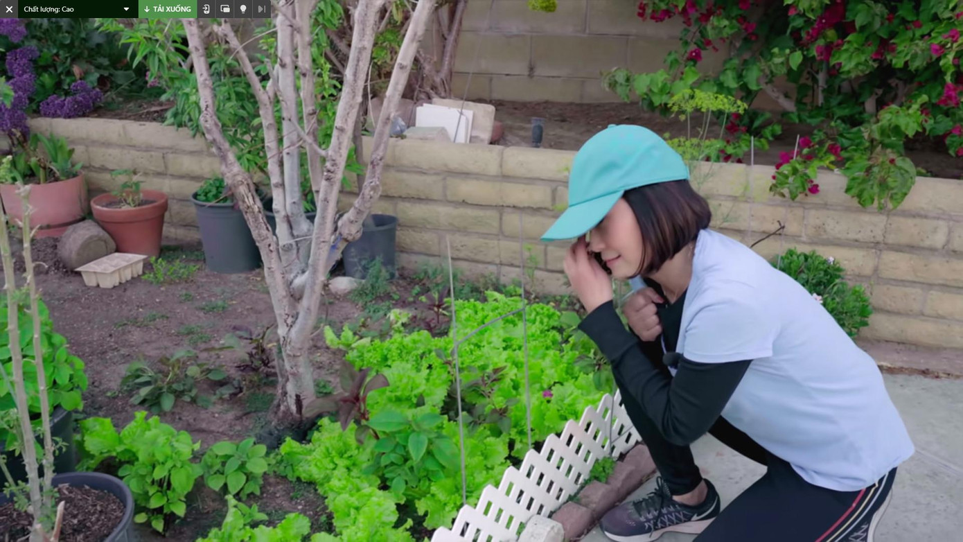 Ngoài ra, Hồng Đào còn trồng xà lách, cà chua và ớt trong khu vườn. &quot;Vườn rau này tôi trồng có một chút thôi nhưng chẳng khác nào nồi cơm Thánh Gióng, giúp tôi ăn nguyên cả một mùa dịch, không cần đi mua rau bên ngoài, càng cắt nó lại càng mọc mạnh&quot;, nữ nghệ sĩ tâm sự.