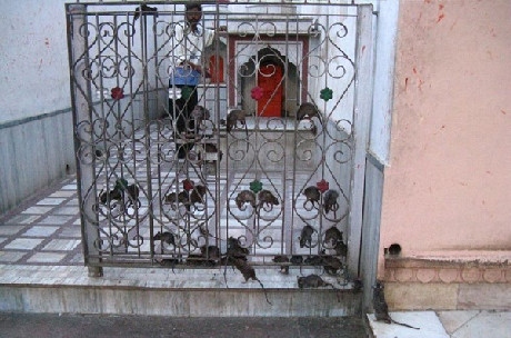 Có cả những người sống trong ngôi đền để chăm sóc, bảo vệ 