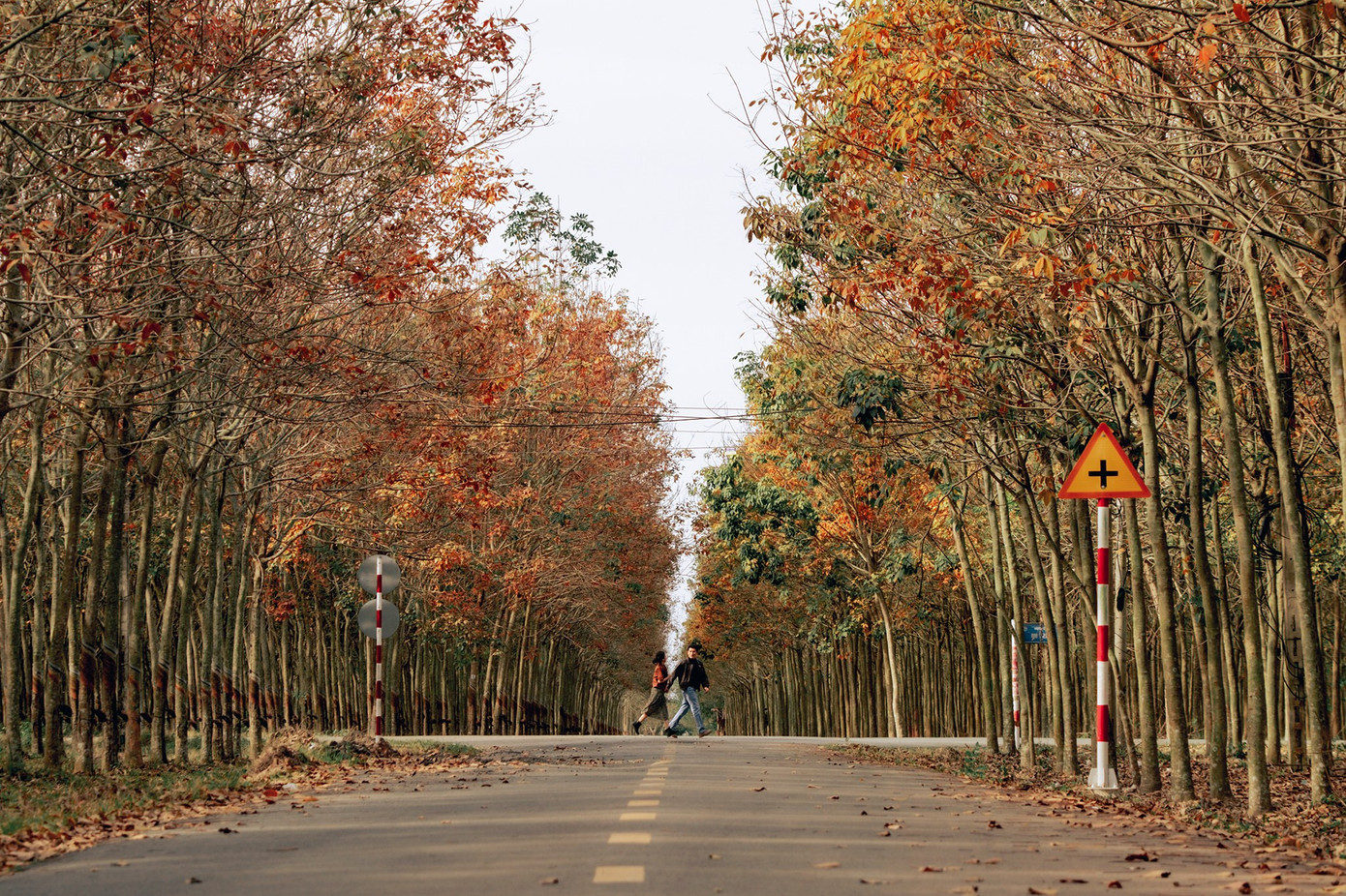 Những ngày trung tuần tháng 1, rừng cao su ở Dầu Tiếng chuyển lá vàng, đỏ, đẹp lãng mạn như những thước phim Hàn Quốc, Nhật Bản vào thu, thu hút nhiều du khách, giới nhiếp ảnh gia.