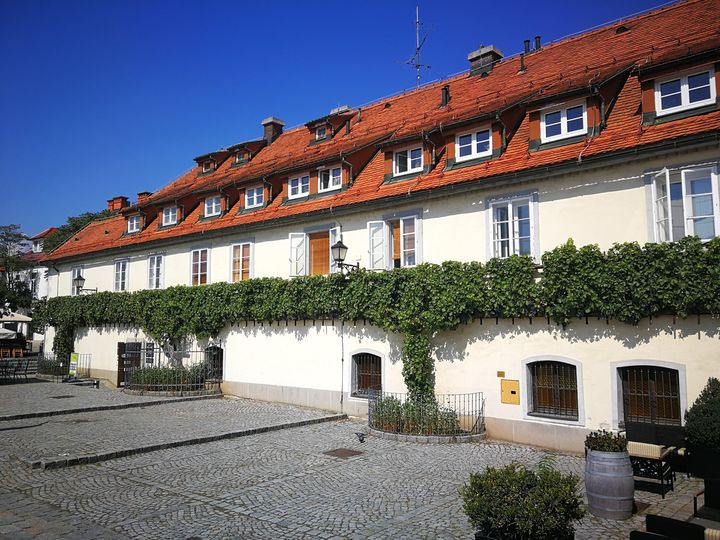 Lên tới 55 kg nho quý được thu hoạch hàng năm, chủ yếu để sản xuất rượu vang.