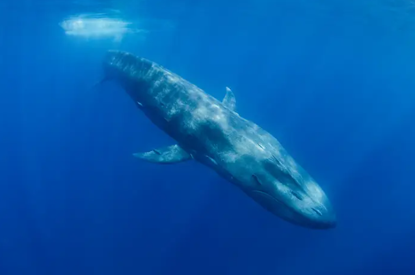 Cá voi xanh có thể lặn sâu hơn 488 mét. (Ảnh: Robert Smits/ Getty Images).