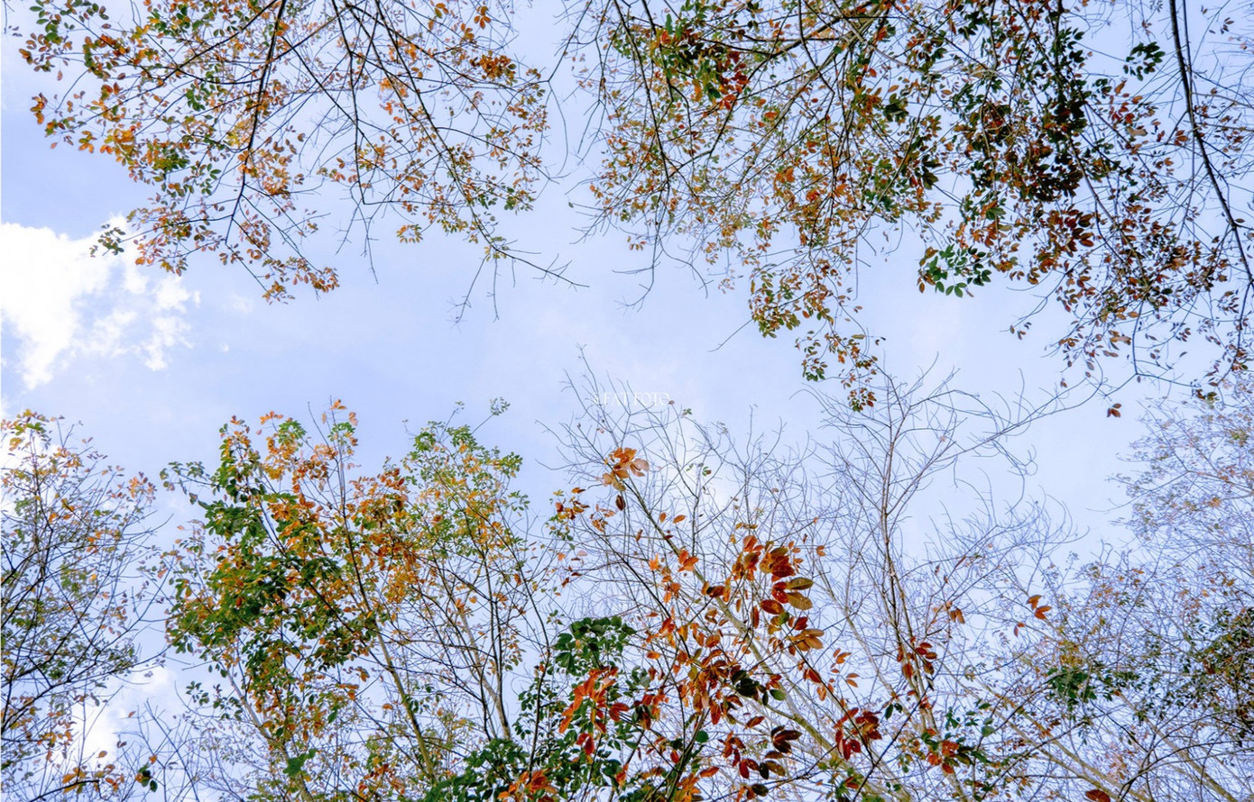 Du khách nên lưu ý khu vực này khá nhiều muỗi và côn trùng. Du khách nên đi vào buổi sớm để tiết trời mát mẻ và có thể chứng kiến sương nhẹ giăng khắp rừng.