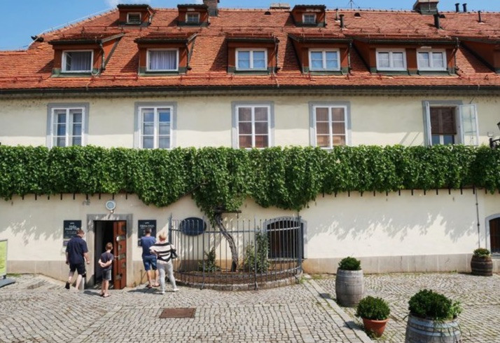 Cây nho cổ thu hút nhiều khách du lịch.