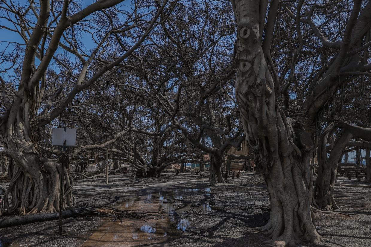 Sân chơi Lahaina Banyan Court và cây đa hơn 150 tuổi với nhiều nhánh dài hơn 30 mét trở nên thiếu sức sống sau vụ cháy rừng xảy ra vào ngày 11/8.