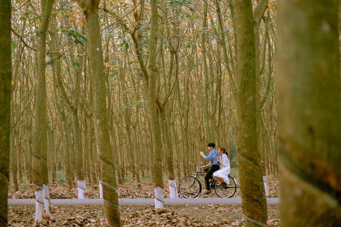 Theo tác giả bộ ảnh - nhiếp ảnh gia Viên Diệu Phát (TPHCM), khu vực xuất hiện trong ảnh nằm cách TP.HCM khoảng 70km, gần hồ Cần Nôm - một hồ đập tràn thuộc xã Thanh An, huyện Dầu Tiếng. Mùa thay lá của rừng cao su này thường diễn ra vào cuối tháng 12 và kéo dài đến hết tháng 1 năm sau.