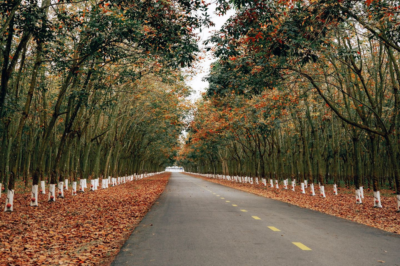 Các lô cao su ở Dầu Tiếng rất nhiều, dày đặc. Du khách di chuyển và quan sát đoạn nào lá thay màu nhiều, mật độ dày thì dừng lại chụp. Năm nay, lá thay màu đồng đều vào đúng dịp Tết Nguyên đán, du khách có thể tìm tới chụp ảnh đầu năm.