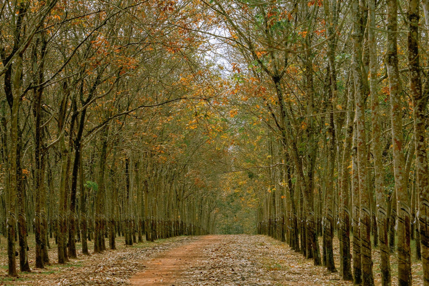 Hình ảnh được ghi lại vào ngày 20/1 (tức 29 Tết Âm lịch).