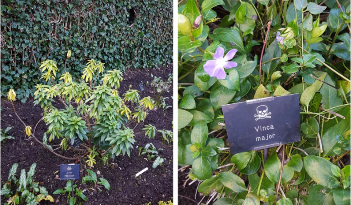 Những loại cây này đều chứa độc tố gây chết người. (Ảnh: CNN).