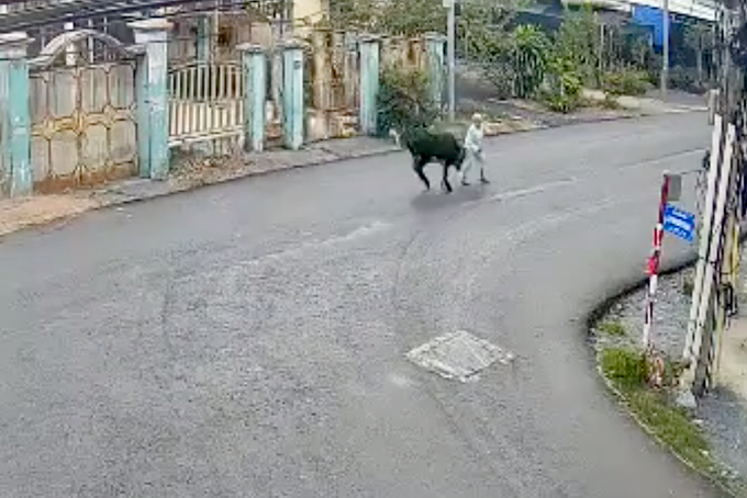 Bà H. bị con bò húc khi đang đi bộ băng qua đường (Ảnh cắt từ clip).