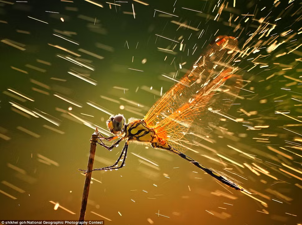 Bức ảnh đoạt giải nhất cuộc thi ảnh đẹp National Geographic 2011