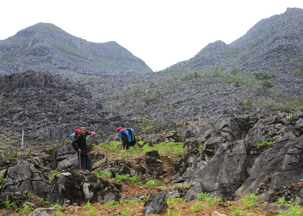 Người dân vùng cao sống quyện cùng với đá, những ngôi nhà được dựng lên với bốn bề là đá. Tất cả cuộc sống của con người vùng cao đều gắn liền với đá. Đá dùng để làm nhà Làm hàng rào Hay đá đan xen với những luống hoa cải vàng tạo nên một bức tranh thật ấn tượng Người dân vùng cao trồng trọt trên những khe đá, trong những hốc đất nhỏ. Và thu hoạch cũng ngay tại vườn nhà Những ngọn núi đá trùng trùng điệp điệp, những cánh đồng đá trải dài bất tận, tất cả cứ tràn vào nhau, hoà quyện vào nhau thành một bức tranh tuyệt đẹp nơi cực bắc Tổ quốc. Cao nguyên đá Đồng Văn dù có tới và trở lại vẫn thấy là lạ, vì nó đẹp, cái đẹp hoang dại, từ con người đến cảnh vật. Cái đẹp mà khi trải nghiệm rồi, vẫn có chút gì đó rất thú vị.