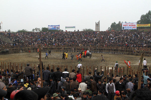 Lễ hội chọi trâu Hải Lựu 2012 thu hút hàng nghìn du khách tham dự