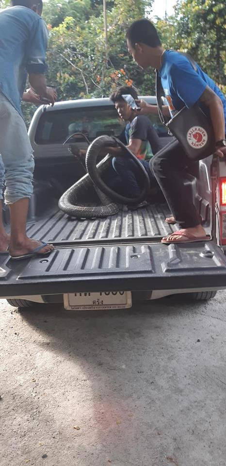 Bắt được hổ mang chúa dài 5m, dân kính cẩn gọi là 'ông' ảnh 3