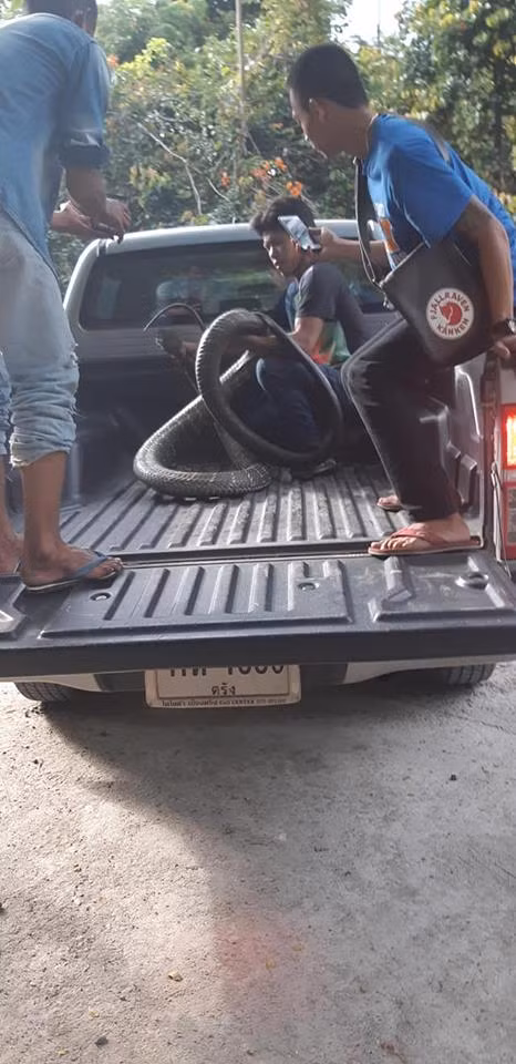 Bắt được hổ mang chúa dài 5m, dân kính cẩn gọi là 'ông' ảnh 3