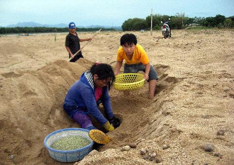 Gia đình chị Văn đang đào hố, vãi đậu. Ảnh: Nông nghiệp Việt Nam.
