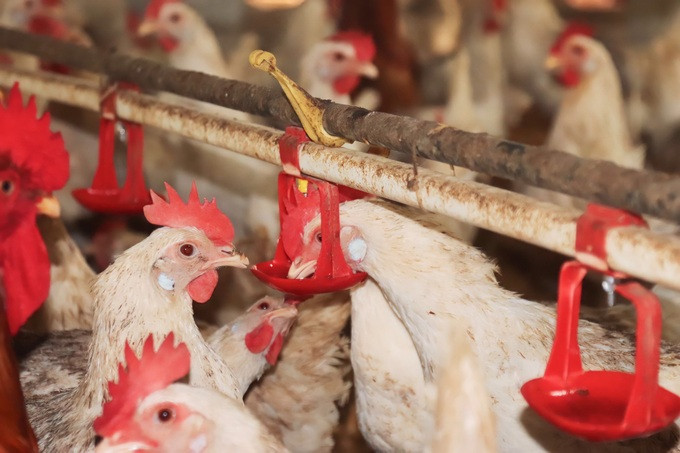 Hiếu lắp đặt vòi nước tự động để cung cấp nước uống cho vật nuôi. Ảnh: V.C. Hiếu lắp đặt vòi nước tự động để cung cấp nước uống cho vật nuôi. Ảnh: V.C.