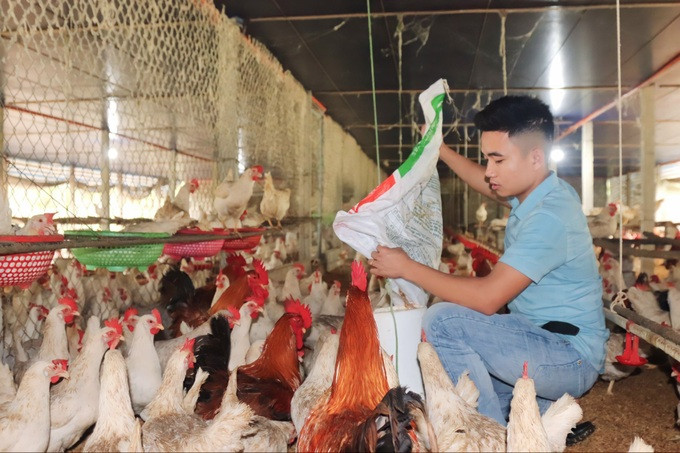 Hiếu nuôi kết hợp gà giống và gà thịt tại hệ thống trang trại của mình. Ảnh: V.C. Hiếu nuôi kết hợp gà giống và gà thịt tại hệ thống trang trại của mình. Ảnh: V.C.
