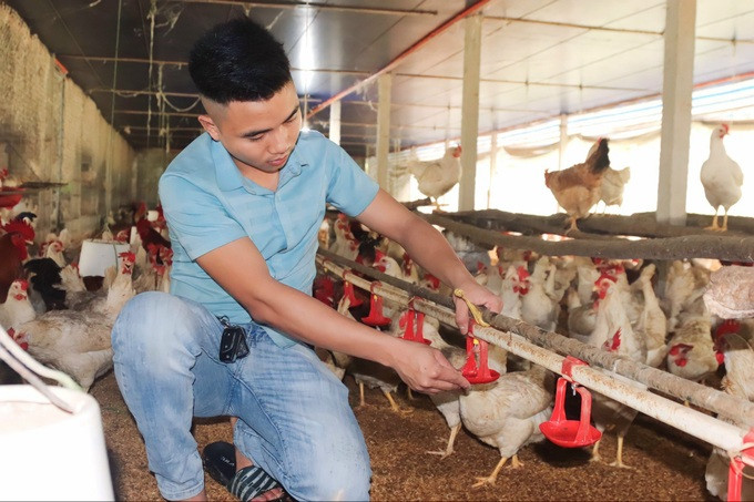 Nguyễn Hữu Hiếu trong trang trại nuôi gà của mình. Ảnh: V.C. Nguyễn Hữu Hiếu trong trang trại nuôi gà của mình. Ảnh: V.C.