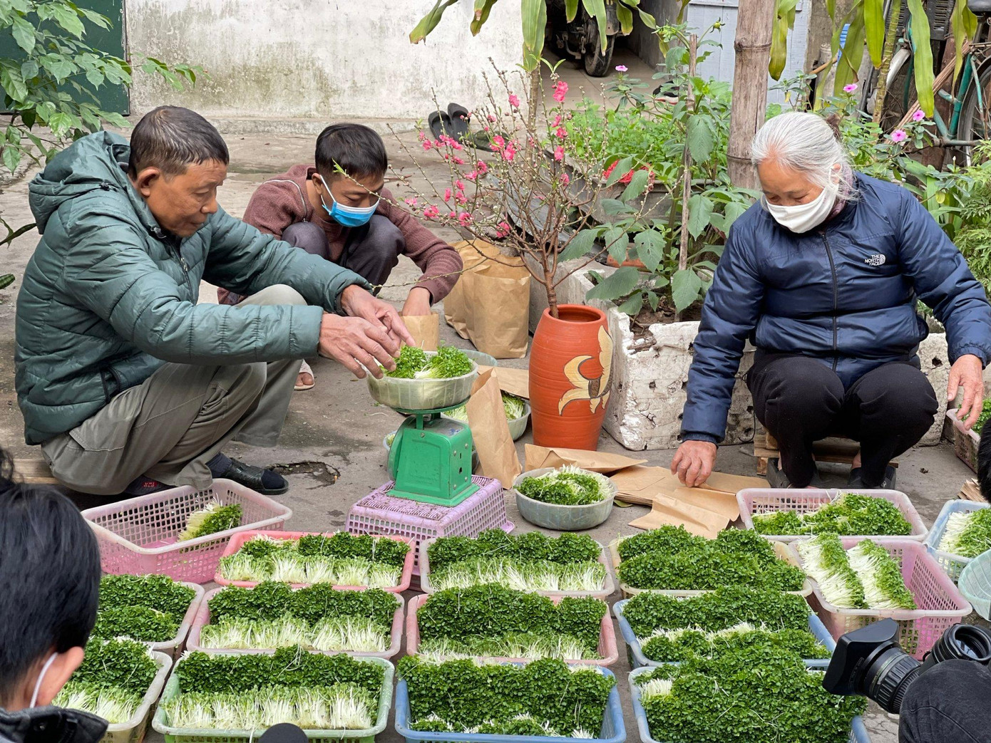 Chú Hồng trồng rau mầm cải thiện thu nhập.