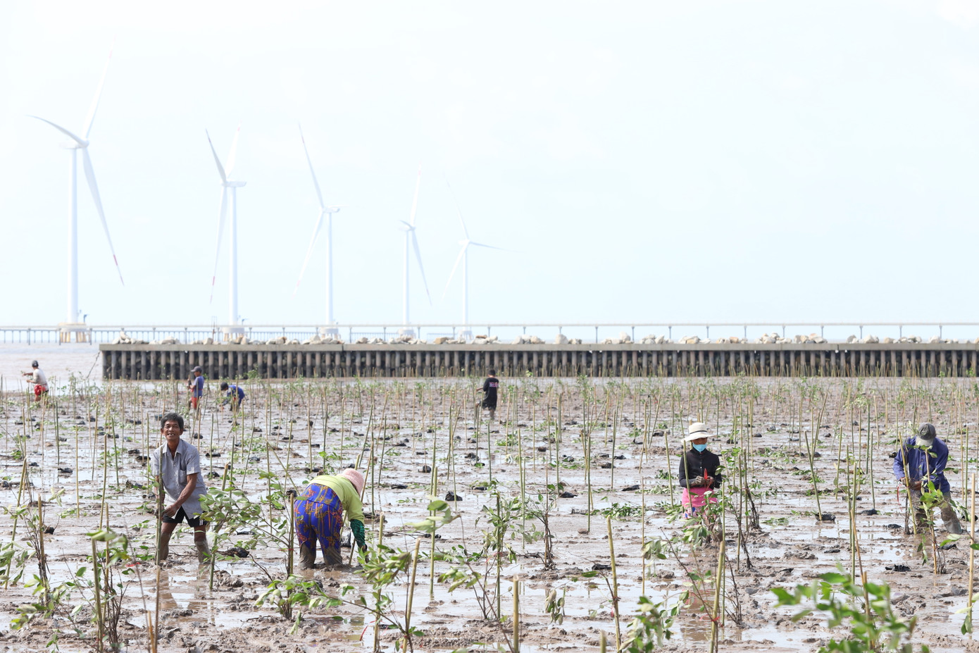 Chương trình “Vì một Việt Nam xanh” trồng 2.025 cây mắm trắng tại xã Lai Hòa, thị xã Vĩnh Châu. Ảnh: Ngô Tùng Chương trình “Vì một Việt Nam xanh” trồng 2.025 cây mắm trắng tại xã Lai Hòa, thị xã Vĩnh Châu. Ảnh: Ngô Tùng