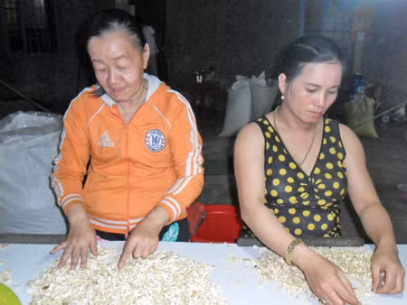 Chị Phượng (bên trái) đang lựa hạt điều tại Cơ sở chế biến hạt điều Kim Chi. Ảnh: Xuân Bình