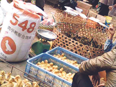 Gia cầm lậu hoành hành các chợ