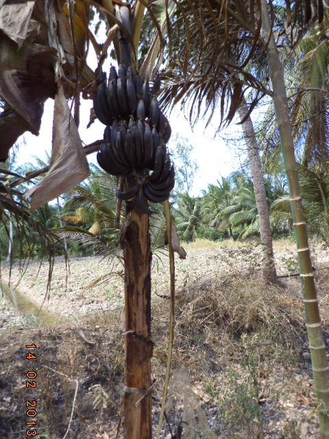 Một buồng chuối bị cháy đen