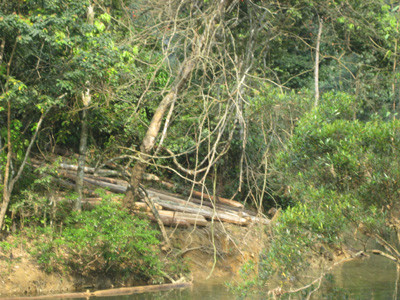 Gỗ lậu sau khi khai thác được tập kết trong rừng Ngàn Sâu Ảnh: N.P.C