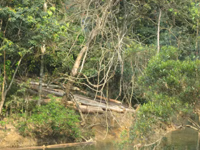 Gỗ lậu sau khi khai thác được tập kết trong rừng Ngàn Sâu Ảnh: N.P.C