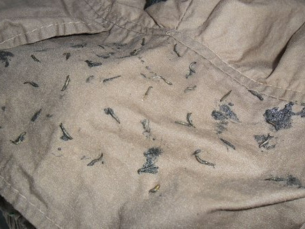 Sinh vật lạ bò từ quần áo mới ra. Sinh vật lạ bò từ quần áo mới ra