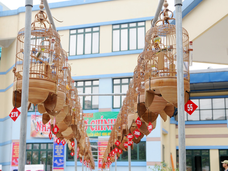 Khoảng 260 chú chim tham gia dự thi