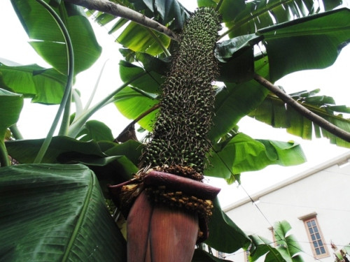 Kỳ lạ buồng chuối 202 nải, “đẻ” 2 nải mỗi ngày ảnh 1