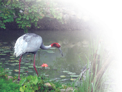 Hồng hạc thường xuất hiện ở chùa Việt