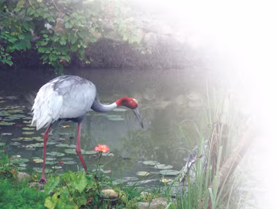 Hồng hạc thường xuất hiện ở chùa Việt