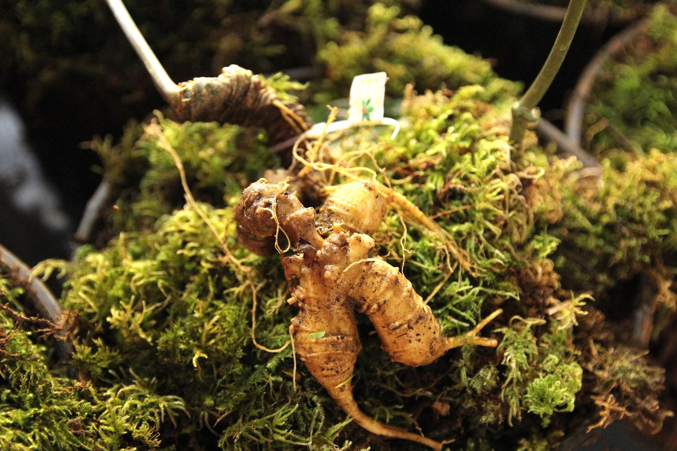 Sâm Ngọc Linh chỉ sinh trưởng, phát triển tốt nhất ở độ cao hơn 2.000m trên đỉnh núi Ngọc Linh, nơi có không khí trong lành với rừng cây cổ thụ nguyên sinh Sâm Ngọc Linh chỉ sinh trưởng, phát triển tốt nhất ở độ cao hơn 2.000m trên đỉnh núi Ngọc Linh, nơi có không khí trong lành với rừng cây cổ thụ nguyên sinh