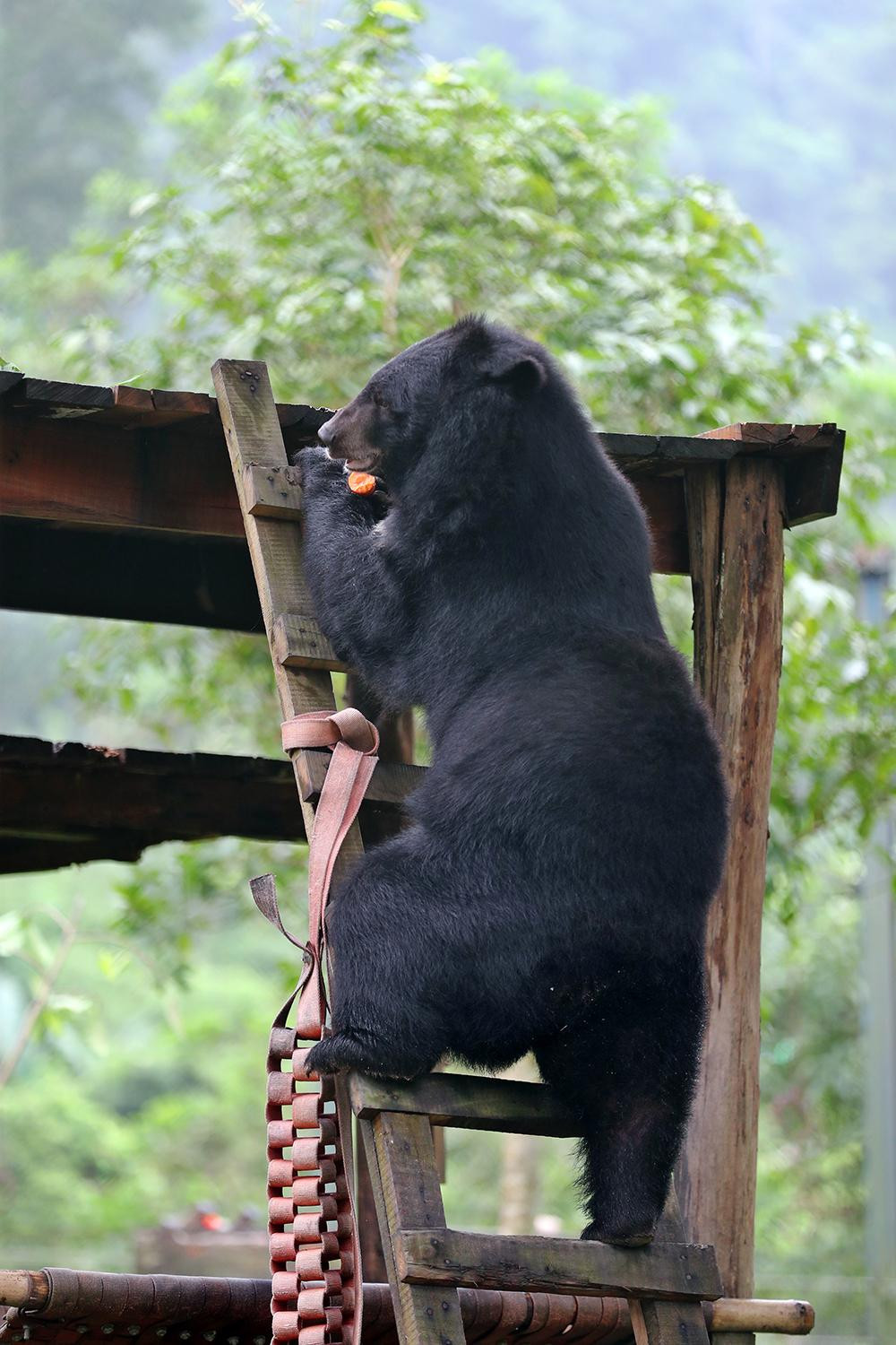 Sau khi đặt đồ ăn xong, các khách mời ra khỏi khu chuồng gấu, lúc đó các chú gấu mới được thả và đi tìm đồ ăn, vui đùa trong khu nuôi dưỡng bán tự nhiên của mình.