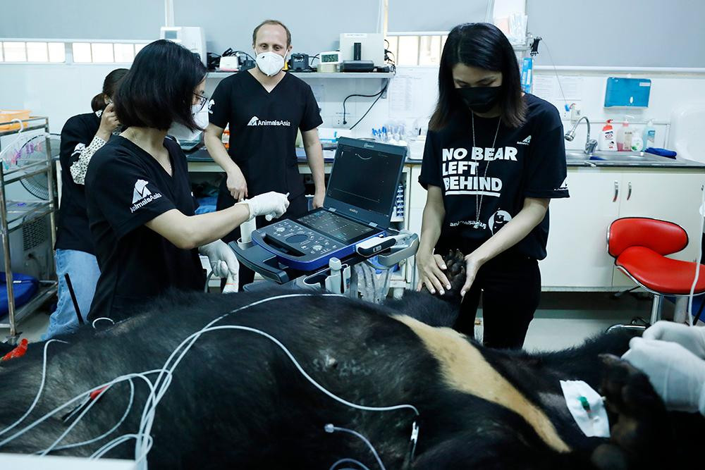 Tăng Thanh Hà cùng các khách mời trải nghiệm quá trình thăm khám cho gấu của đội ngũ bác sĩ thú y tại Trung tâm cứu hộ gấu Việt Nam.