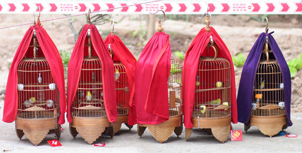 Trước khi mang lên giàn đấu tiếng, lồng chim được phủ lớp 