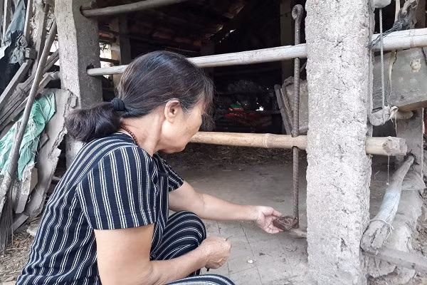 Hy hữu trộm xẻ thịt hai đùi sau bò đang mang thai ở Quảng Bình ảnh 2