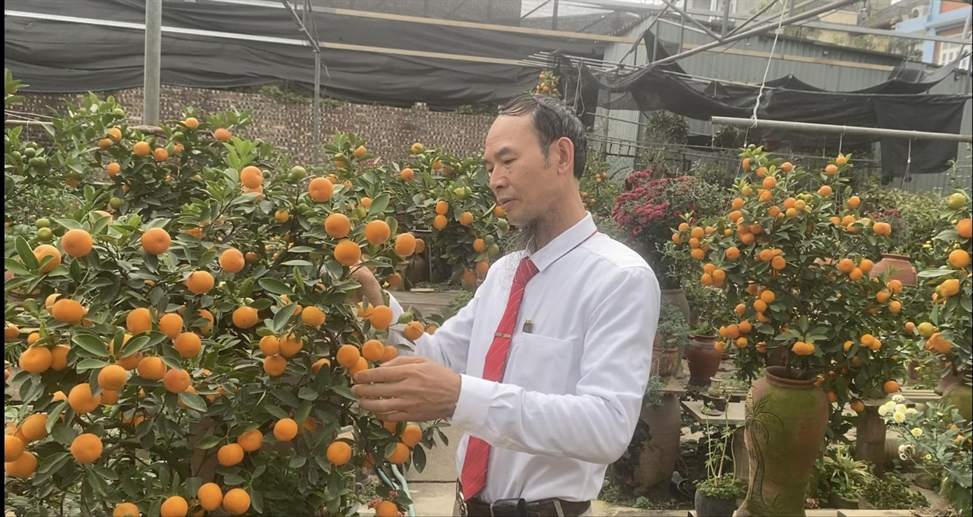 Nghệ nhân trồng quất Tứ Liên bên những chậu quất còn tồn đọng sau Tết.