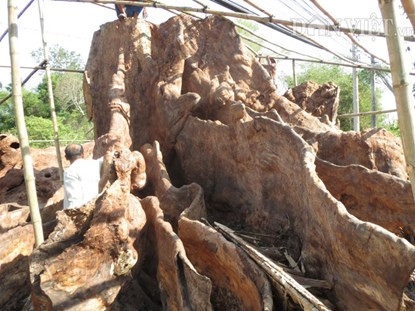Kinh ngạc bộ rễ cây ‘cổ phật’ 30 tấn trả chục tỷ không bán ảnh 2