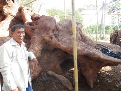Kinh ngạc bộ rễ cây ‘cổ phật’ 30 tấn trả chục tỷ không bán ảnh 3