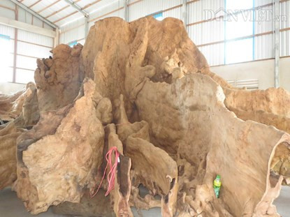 Kinh ngạc bộ rễ cây ‘cổ phật’ 30 tấn trả chục tỷ không bán ảnh 1