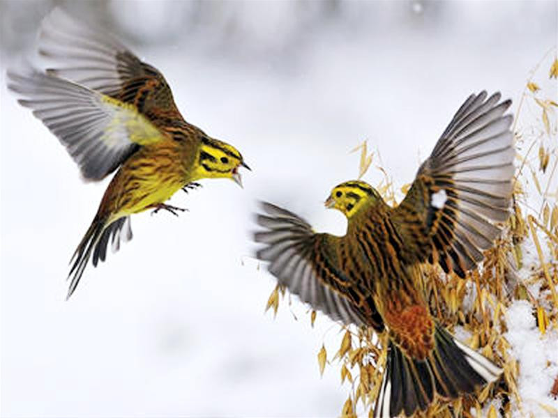 Một chú sói nhảy qua hàng rào trong cuộc đi săn của mình, Luis Rodriguez (người Tây Ban Nha - tác giả bức ảnh) nói rằng tấm hình này đã xác định sự nghiệp của anh Đây là bức ảnh dành giải thưởng trong thể loại đen - trắng, Danny Green đã sử dụng máy ảnh với tốc độ chụp chậm để ghi lại chuyển động của hàng trăm nghìn con chim trên bầu trời Phải mất 16 năm, Fergus Gill (Scotland) mới ghi lại được hình ảnh hai chú chim cổ vàng chiến đấu với nhau trên mặt những bông tuyết Một chú mèo đang doạ dẫm một con cáo to gấp 3 lần nó, ảnh do nhiếp ảnh gia Igor Spilenok (Nga) chụp Hai chú khỉ tranh giành nhau uống nước tại một vòi nước tự động, Andrew Forsyth - Nhiếp ảnh gia người Anh đã nhanh chóng chộp lại khoảnh khắc rất “trẻ con” của chúng