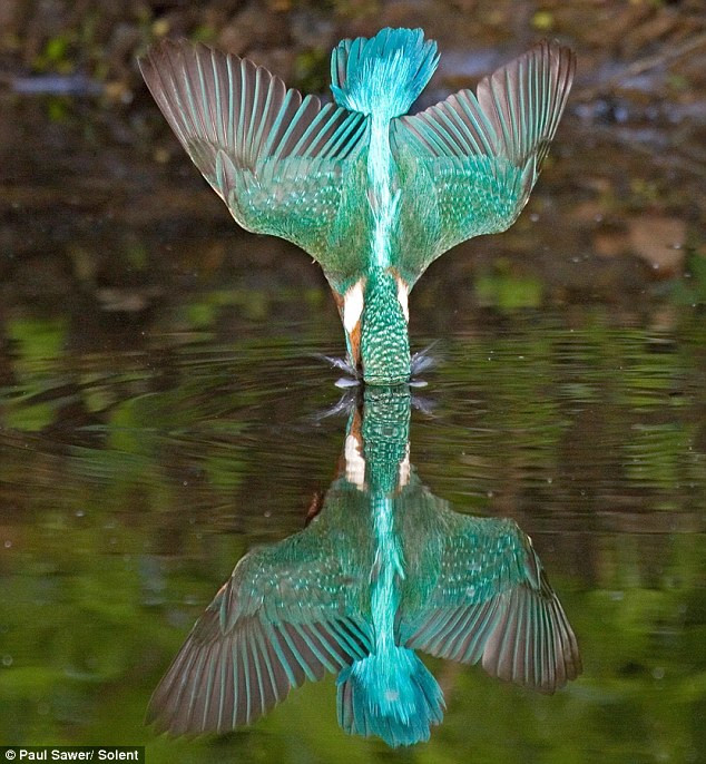 "Thợ săn" lao xuống nước như một mũi tên. Hình ảnh phản chiếu của một con bói cá trên mặt nước. Vọt lên khỏi mặt nước khi bắt được mồi "Án binh bất động" để chờ con mồi xuất hiện.