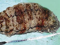 Con hải sâm kỷ lục